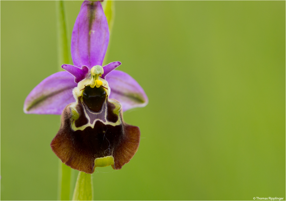 Hummel-Ragwurz (Ophrys holoserica)