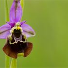 Hummel-Ragwurz (Ophrys holoserica)