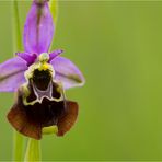 Hummel-Ragwurz (Ophrys holoserica)