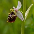 Hummel-Ragwurz (Ophrys holoserica) .