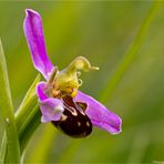 Hummel-Ragwurz (Ophrys holoserica)