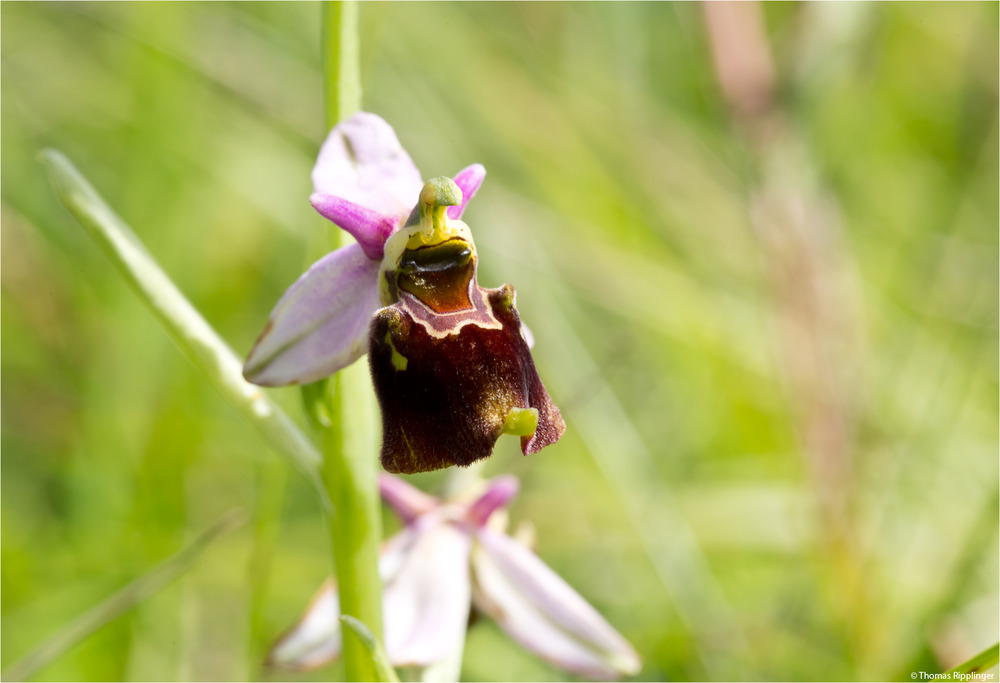 Hummel-Ragwurz (Ophrys holoserica) . .