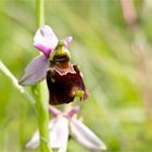 Hummel-Ragwurz (Ophrys holoserica) . .