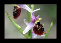 Hummel-Ragwurz (Ophrys holoserica)