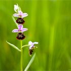 Hummel-Ragwurz (Ophrys holoserica)