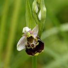 Hummel-Ragwurz (Ophrys holoserica)