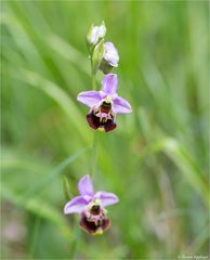 Hummel-Ragwurz (Ophrys holoserica) 46.1