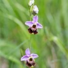 Hummel-Ragwurz (Ophrys holoserica) 46.1