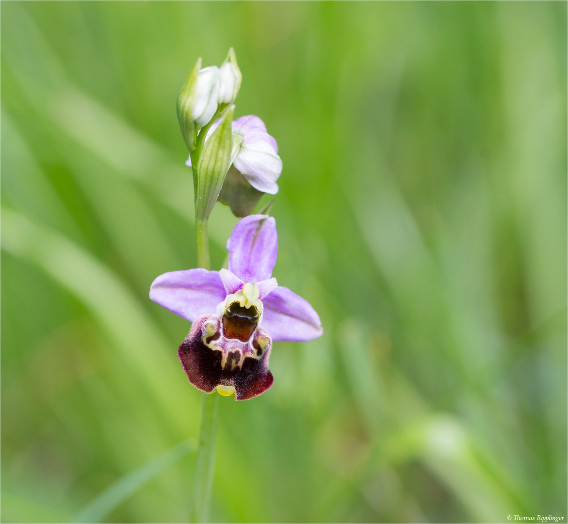 Hummel-Ragwurz (Ophrys holoserica) 46.2