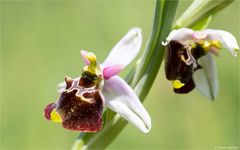 Hummel-Ragwurz (Ophrys holoserica) .