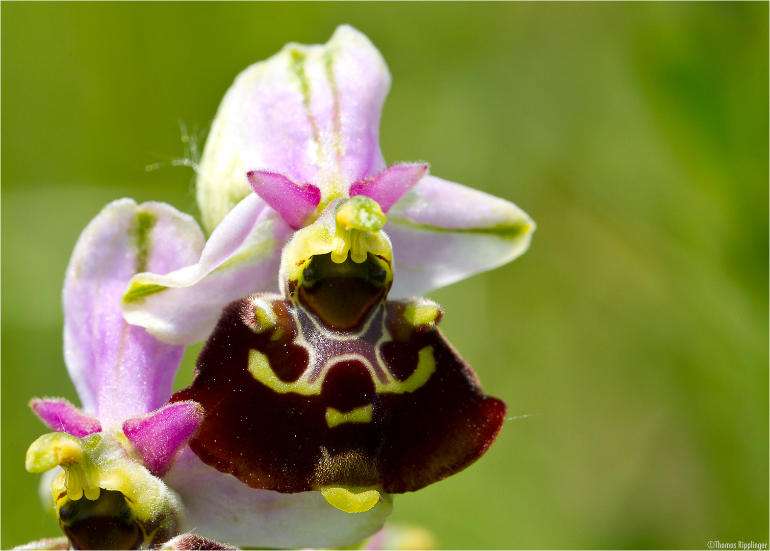 HummelRagwurz (Ophrys holoserica) Foto & Bild pflanzen, pilze