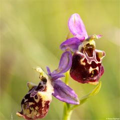 Hummel-Ragwurz (Ophrys holoserica)