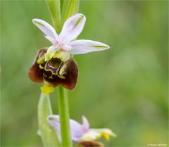 Hummel-Ragwurz (Ophrys holoserica) 58