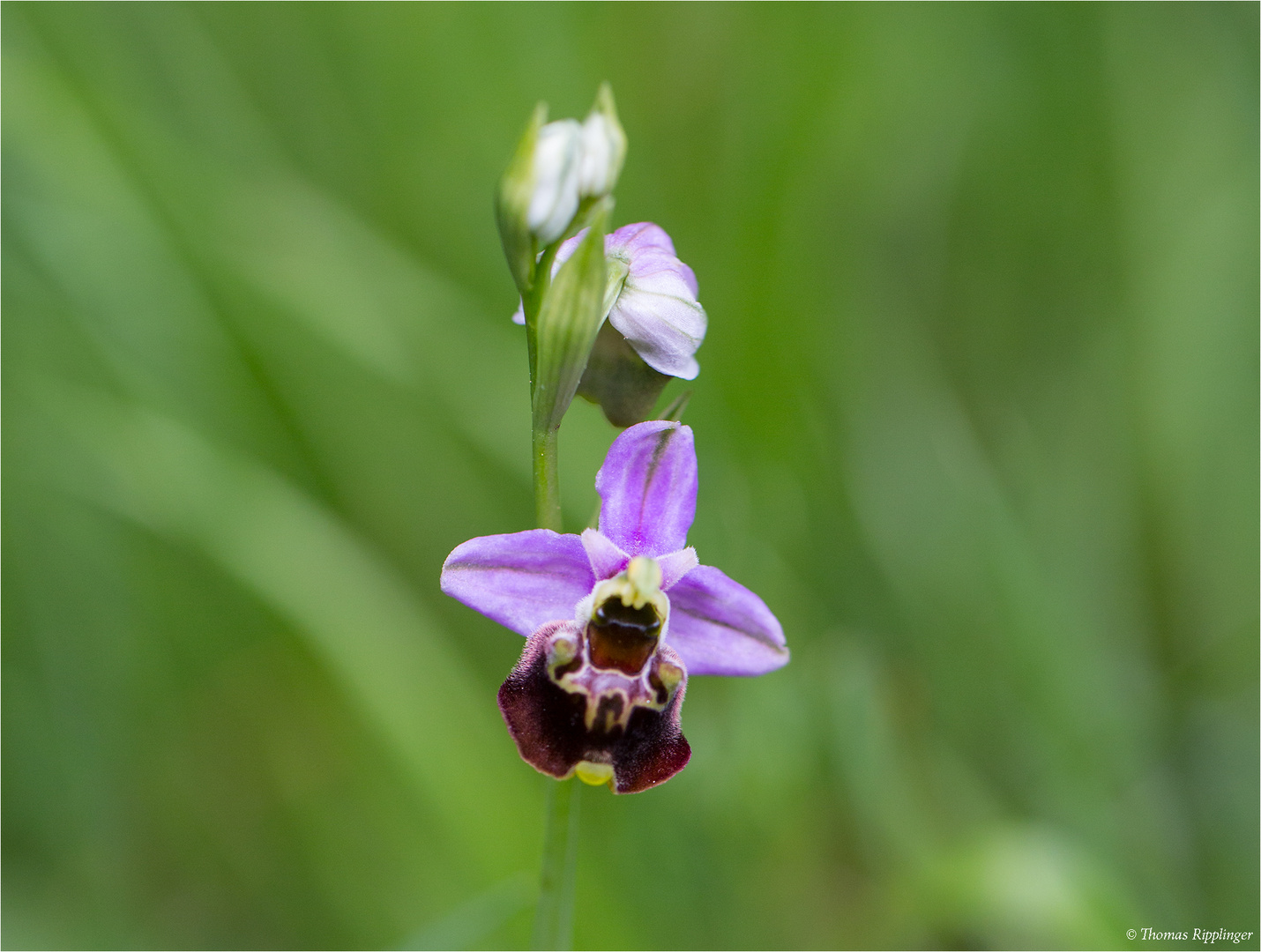 Hummel-Ragwurz (Ophrys holoserica)