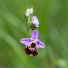 Hummel-Ragwurz (Ophrys holoserica)