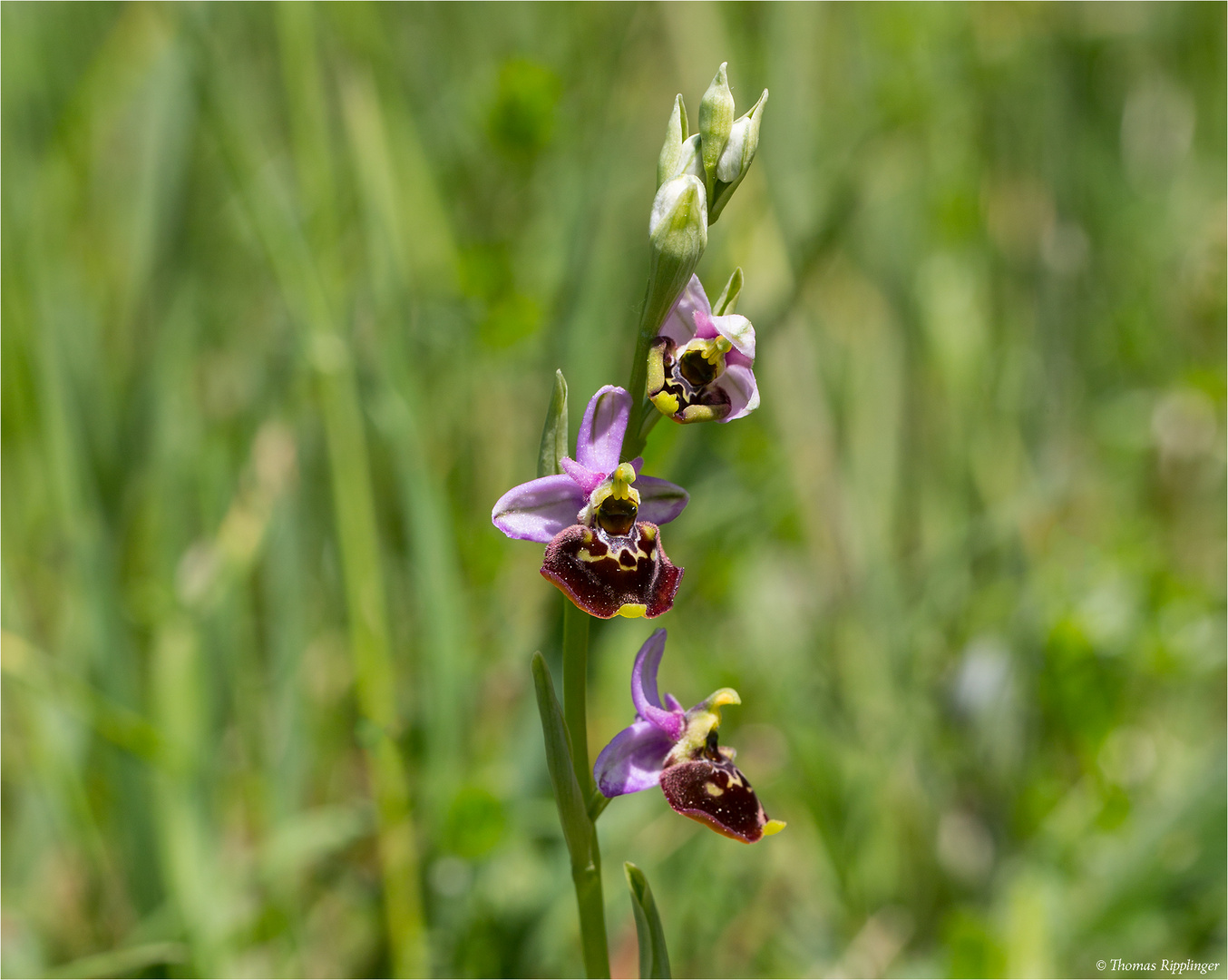 Hummel-Ragwurz (Ophrys holoserica)