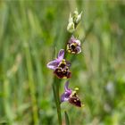 Hummel-Ragwurz (Ophrys holoserica)