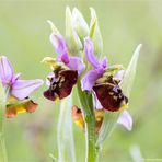 Hummel-Ragwurz (Ophrys holoserica) .