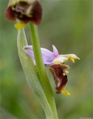 Hummel-Ragwurz (Ophrys holoserica) 61