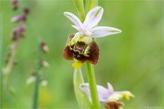 Hummel-Ragwurz (Ophrys holoserica) 62