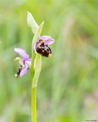 Hummel-Ragwurz (Ophrys holoserica) 63