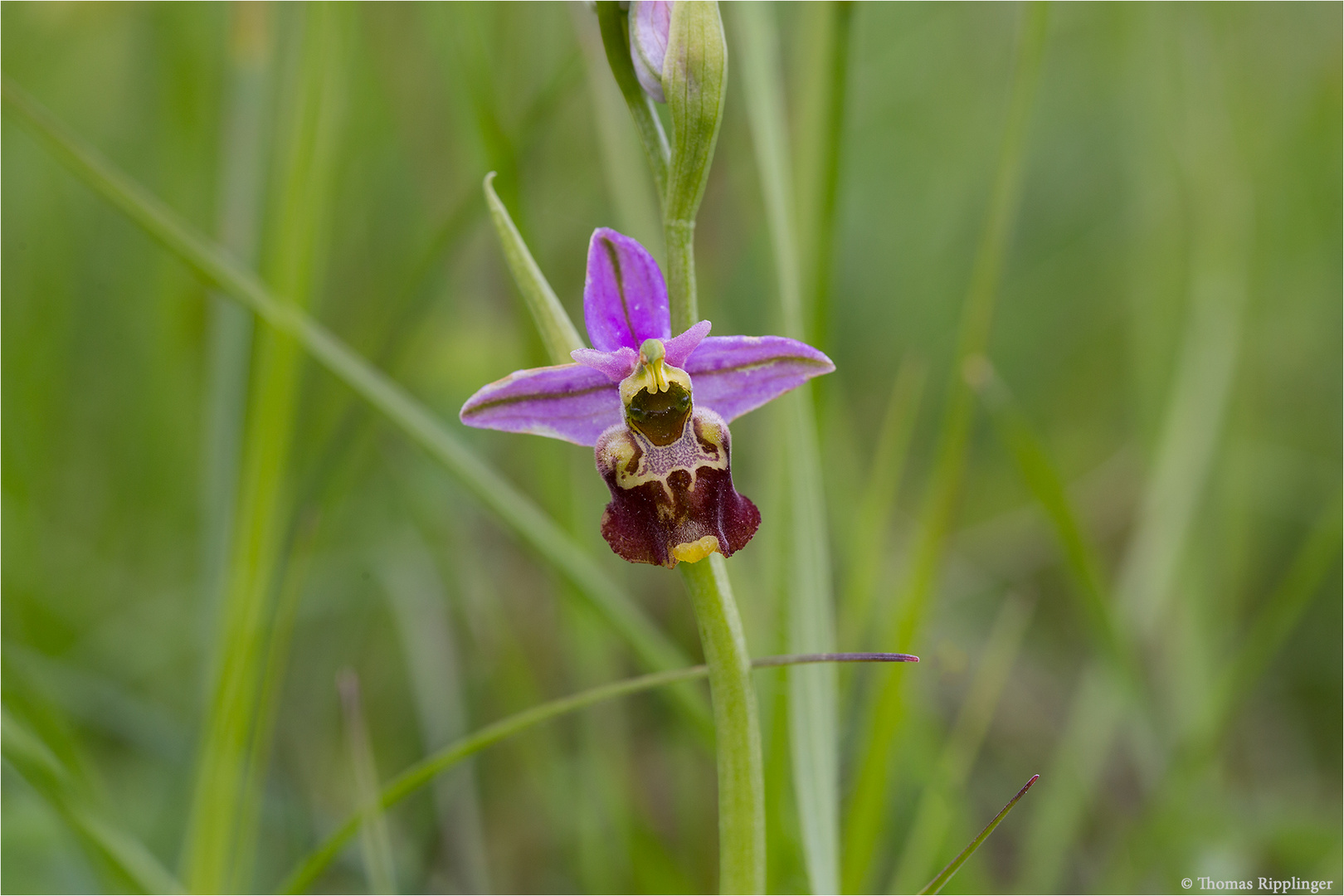 Hummel-Ragwurz (Ophrys holoserica) 65
