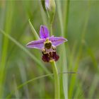 Hummel-Ragwurz (Ophrys holoserica) 65