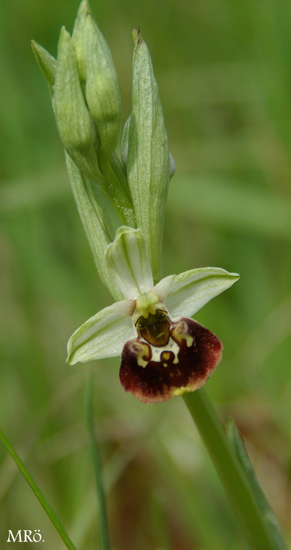 Hummel-Ragwurz ( Ophrys holoserica )
