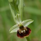 Hummel-Ragwurz ( Ophrys holoserica )
