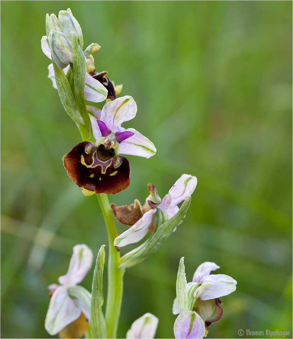 Hummel-Ragwurz (Ophrys holoserica)