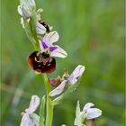 Hummel-Ragwurz (Ophrys holoserica)