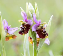 Hummel-Ragwurz (Ophrys holoserica) 68