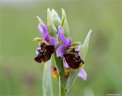 Hummel-Ragwurz (Ophrys holoserica) 69