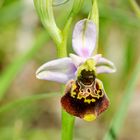 Hummel-Ragwurz (Ophrys holoserica)