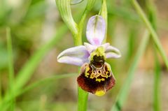 Hummel-Ragwurz (Ophrys holoserica)