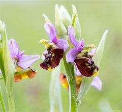 Hummel-Ragwurz (Ophrys holoserica) 71