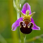 Hummel-Ragwurz (Ophrys holoserica)