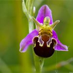 Hummel-Ragwurz (Ophrys holoserica)