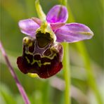 Hummel-Ragwurz (Ophrys holoserica)...