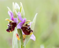 Hummel-Ragwurz (Ophrys holoserica) 77