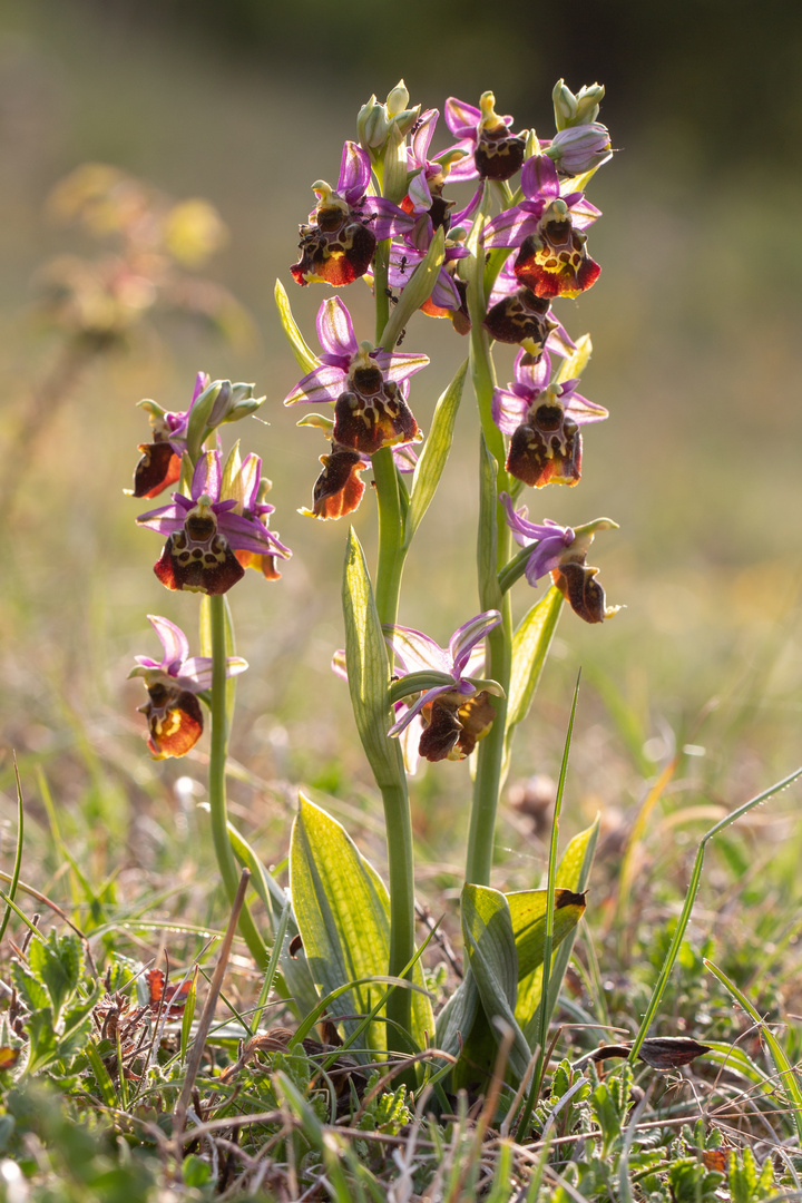 Hummel-Ragwurz (Ophrys holoserica)