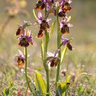 Hummel-Ragwurz (Ophrys holoserica)