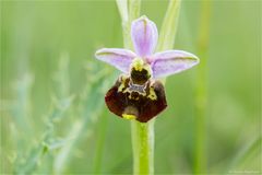 Hummel-Ragwurz (Ophrys holoserica) 80