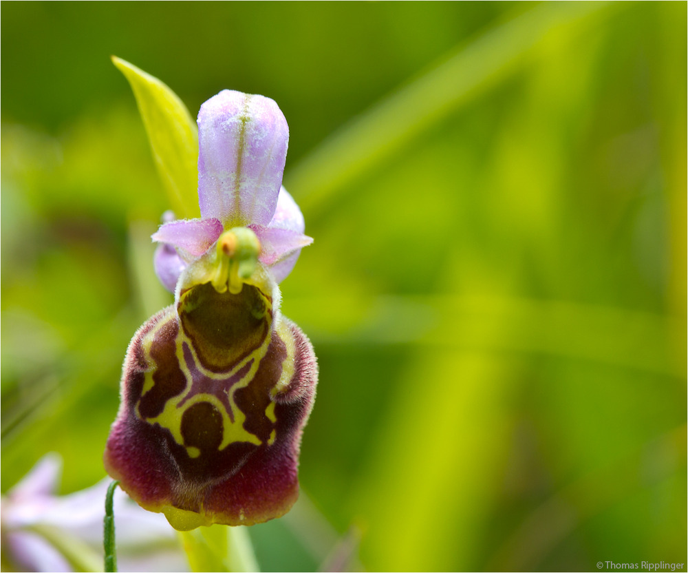 Hummel-Ragwurz (Ophrys holoserica) . . .