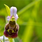 Hummel-Ragwurz (Ophrys holoserica) . . .