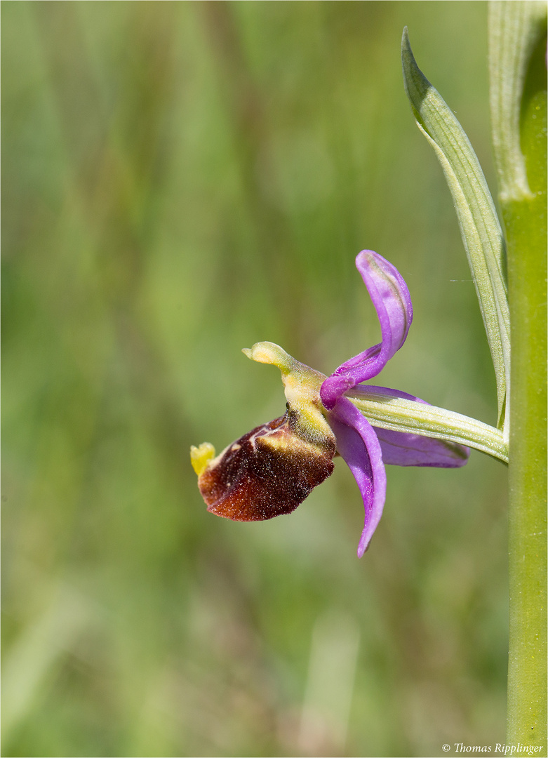 Hummel-Ragwurz (Ophrys holoserica) 8234