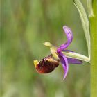 Hummel-Ragwurz (Ophrys holoserica) 8234