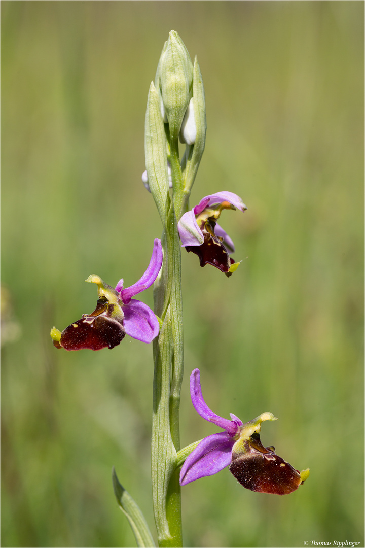 Hummel-Ragwurz (Ophrys holoserica) 8235