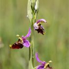 Hummel-Ragwurz (Ophrys holoserica) 8235