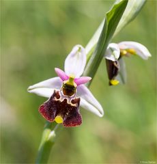 Hummel-Ragwurz (Ophrys holoserica) ....